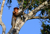 Hangin' Out, Proboscis Monkey, Kinabatangan River, Borneo