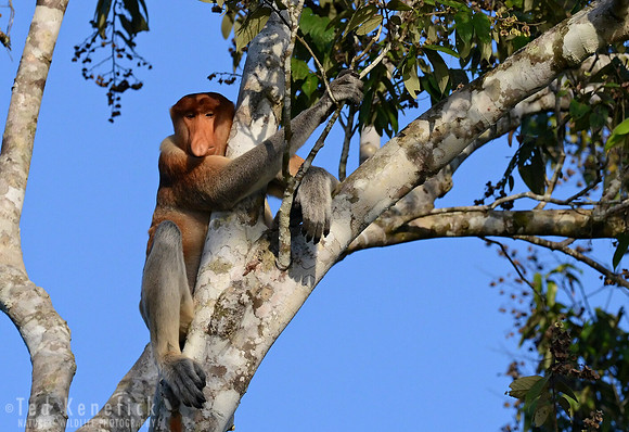 Hangin' Out, Proboscis Monkey, Kinabatangan River, Borneo