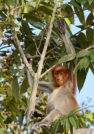 Proboscis Reach, Kinabatangan River, Borneo