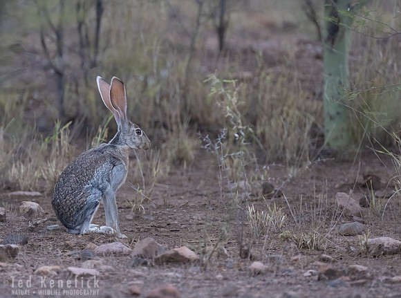 1 - Antelope Jackrabbit