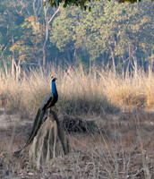 19 - Indian Peafowl