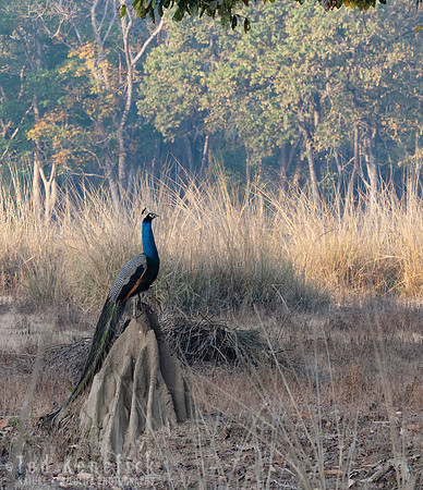 19 - Indian Peafowl