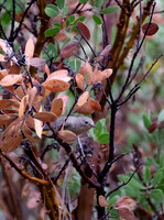 6 - Virginia's Warbler