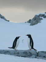 Gentoos on Petermann Island, Antarctica