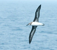 Gray-headed Albatross at Sea off South Georgia