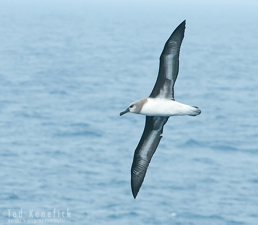Gray-headed Albatross at Sea off South Georgia