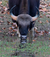 7 - Gaur