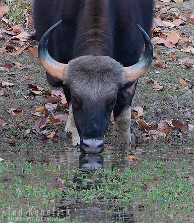 7 - Gaur