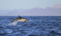 2 - Long-beaked Common Dolphin
