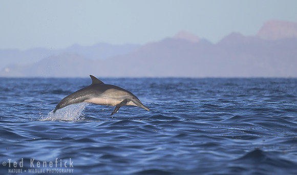 2 - Long-beaked Common Dolphin