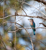 16 - Indian Roller
