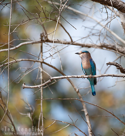 16 - Indian Roller