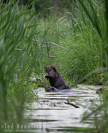 17 - American Beaver