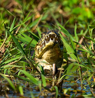 Reptiles, Insects, etc