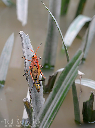 Costa Rican Grasshopper, Palo Verde National Park