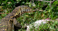 Nile Monitor and Stolen Prey, Kazinga Channel, Uganda