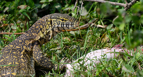 Nile Monitor and Stolen Prey, Kazinga Channel, Uganda