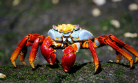 Sally Lightfoot Crab Portrait, Galapagos
