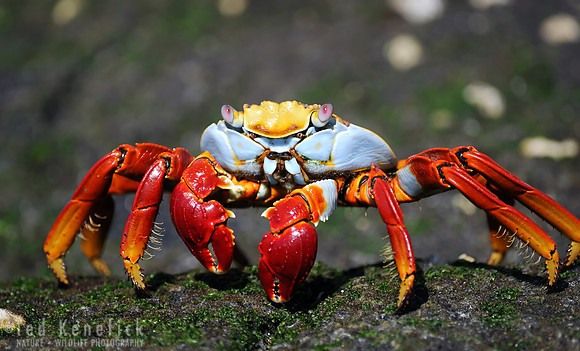 Sally Lightfoot Crab Portrait, Galapagos