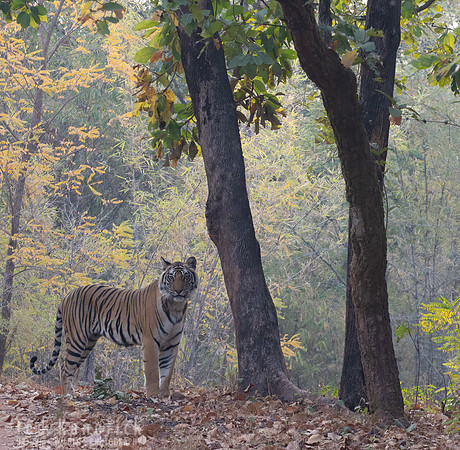 5 - Bengal Tiger
