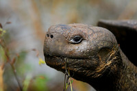 Galapagos Tortoise, Santa Cruz Island, Galapagos