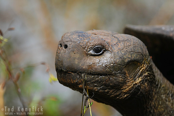 Galapagos Tortoise, Santa Cruz Island, Galapagos