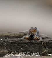 Lava Lizard Stare, Galapagos Islands
