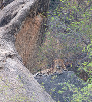 18 - Leopard