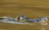 Jacare Caiman with Bees, Cuiaba River, The Pantanal, Brazil