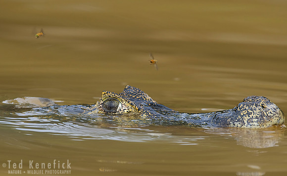 Jacare Caiman with Bees, Cuiaba River, The Pantanal, Brazil