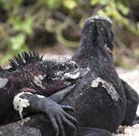 Marine Iguana Cuddle, Galapagos Islands