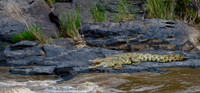 Waiting for the Crossing -- Mara River, Kenya