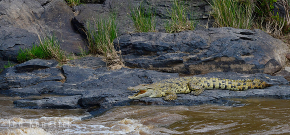 Waiting for the Crossing -- Mara River, Kenya