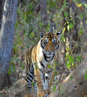 Bengal Tiger - Kanha