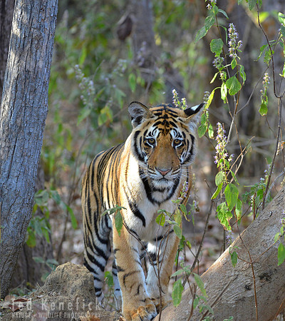 Bengal Tiger - Kanha